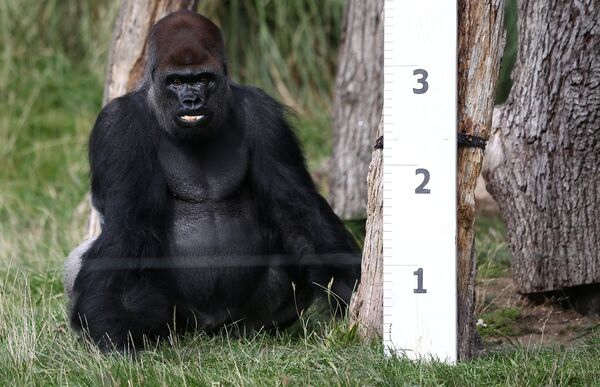 قياس غوريلا - سبوتنيك عربي