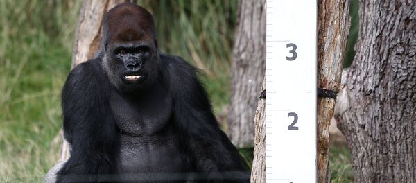 قياس غوريلا - سبوتنيك عربي