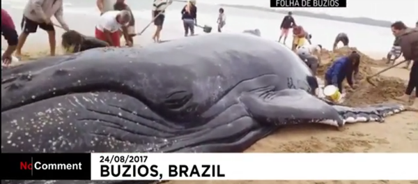 إنقاذ حوت في البرازيل - سبوتنيك عربي