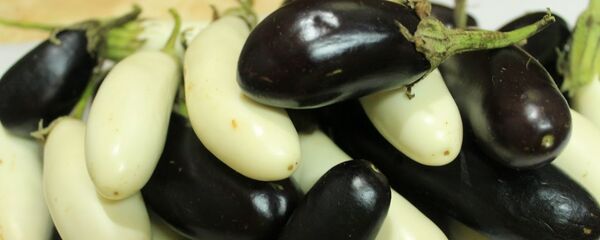 الباذنجان - سبوتنيك عربي