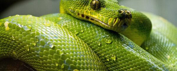 ثعبان - سبوتنيك عربي