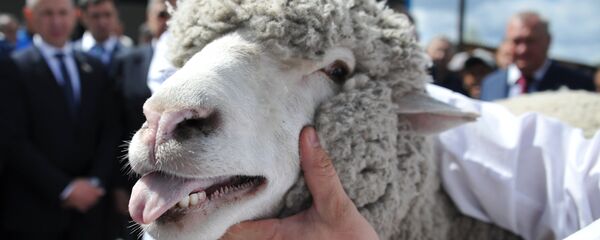 أغنام - سبوتنيك عربي