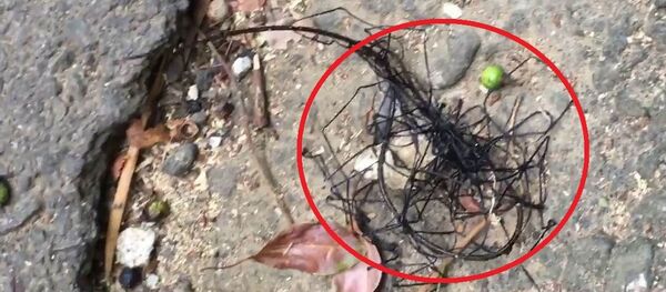 مخلوق غامض في تايوان مخلوق غامض في تايوان - سبوتنيك عربي