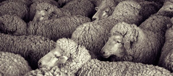 خراف - سبوتنيك عربي