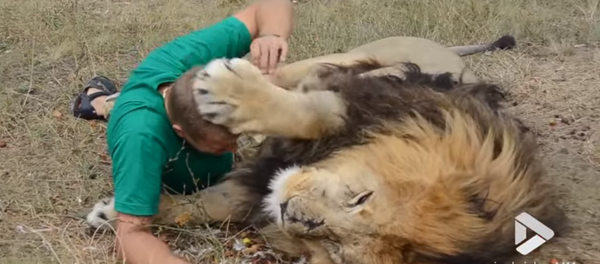 الأسد والرجل في تايغا الروسية - سبوتنيك عربي