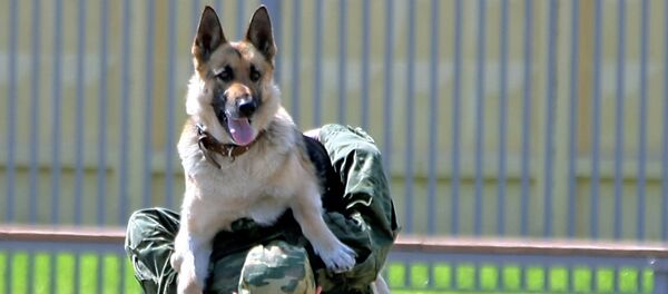 تدريبات عسكرية للكلاب في روسيا - سبوتنيك عربي