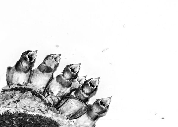 جائزة أفضل مصور طيور لعام 2017 - صورة لصغار الطيور في انتظار أمهم لإطعامهم، في فئة صور إبداعية للمصور جوزيف أنتوني - سبوتنيك عربي