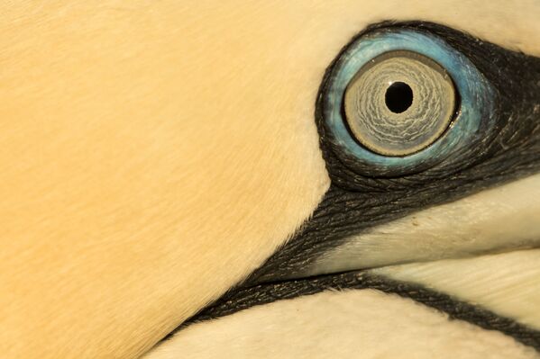 جائزة أفضل مصور طيور لعام 2017 - صورة لعين طائر، المرتبة الثالثة في فئة مصورون يافعون للمصور مارك ألبياس - سبوتنيك عربي