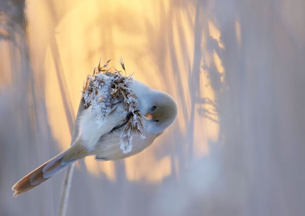 جائزة أفضل مصور طيور لعام 2017 - صورة لطائر قرقف أبو ذقن، في فئة أفضل لوحة للمصور ماركوس فاريسوفو - سبوتنيك عربي