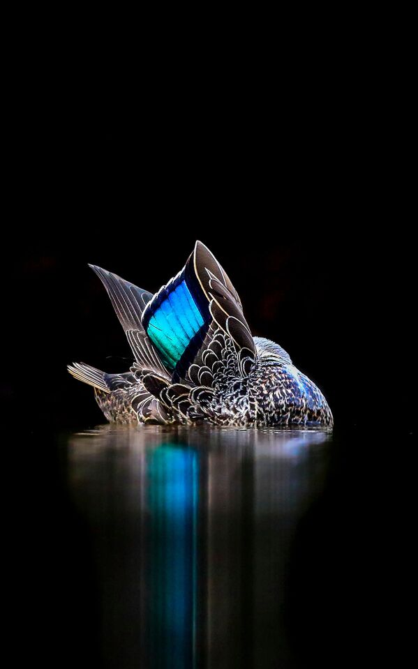 جائزة أفضل مصور طيور لعام 2017 - صورة مميزة لطائر البط، في فئة صور إبداعية للمصور جيورجينا ستيلير - سبوتنيك عربي