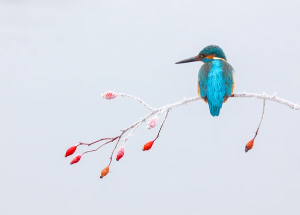 جائزة أفضل مصور طيور لعام 2017 - صورة لسحر الثلج والجليد، في فئة لوحة للمصور تايبور ليتوسزكي - سبوتنيك عربي