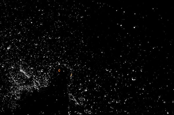 جائزة أفضل مصور طيور لعام 2017 - صورة لطائر الزرزور الأوروبي يلعب مع الماء في إحدى محطات شرب المياه - وهو يبدو على خلفية وكأنها سماء ليلية مرصعة بالنجوم المتلألئة، المرتبة الثانية في فئة طيور في بستان للمصور  محمد مراد - سبوتنيك عربي