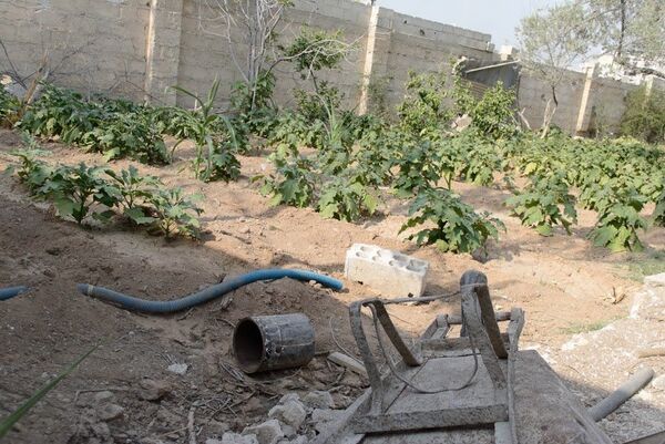 الزراعة في دير الزور - سبوتنيك عربي