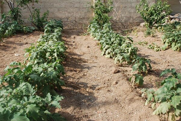 الزراعة في دير الزور - سبوتنيك عربي