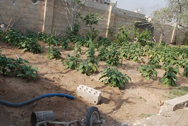 الزراعة في دير الزور - سبوتنيك عربي