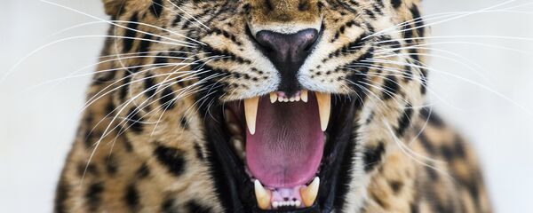 نمر آمور - سبوتنيك عربي