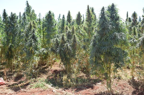 صناعة الحشيشة في لبنان  - سبوتنيك عربي