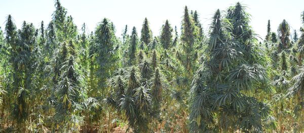 صناعة الحشيشة في لبنان - سبوتنيك عربي