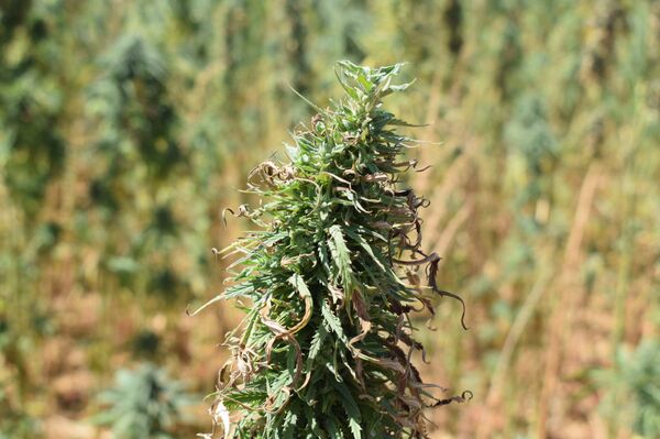 صناعة الحشيشة في لبنان  - سبوتنيك عربي