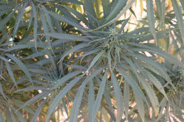 صناعة الحشيشة في لبنان  - سبوتنيك عربي