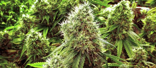 نبتة الحشيشة - سبوتنيك عربي