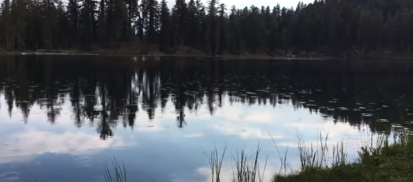 ردة فعل الحشرات على سطح الماء على صوت الإنسان - سبوتنيك عربي