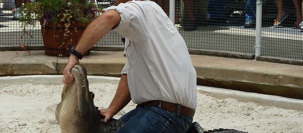 تمساح - سبوتنيك عربي