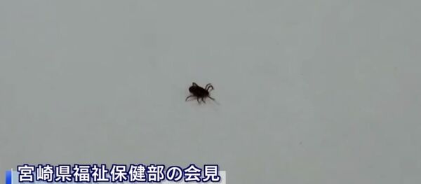 حشرة القراد حشرة القراد - سبوتنيك عربي