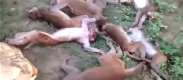 (موت 12 قرد دفعة واحدة في الهند  (فيديو - سبوتنيك عربي