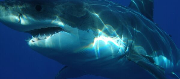 سمكة قرش - سبوتنيك عربي