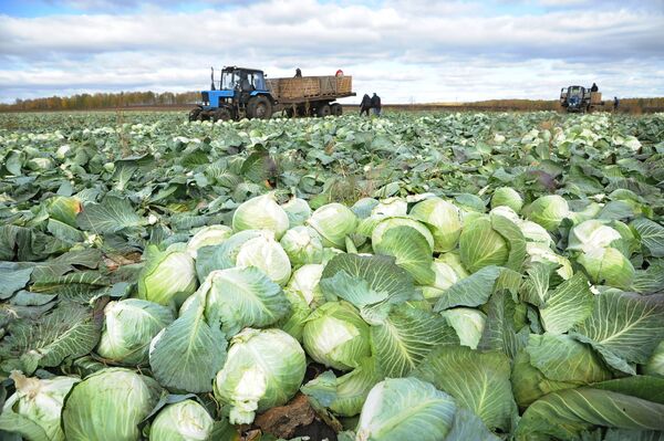 أبرز أطعمة الحصاد الخريفي - سبوتنيك عربي