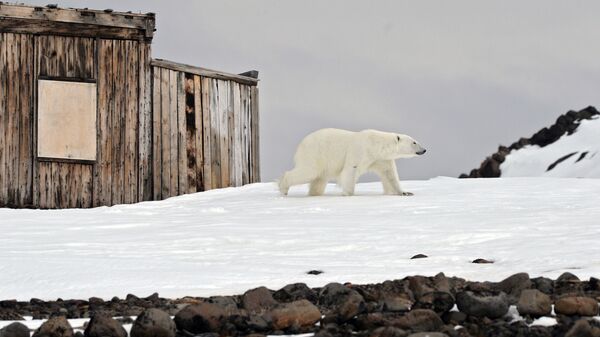 دب قطبي يسير على ضفة خليج تيخايا على جزيرة غوكر الواقعة في  أرخبيل أرض فرانس جوزيف في بحر بارنتس في منطقة القطب الشمالي - سبوتنيك عربي