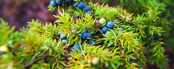 نبات نبات - سبوتنيك عربي