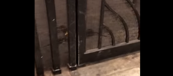 معركة شرسة بين 3 فئران - سبوتنيك عربي