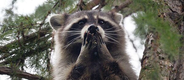 حيوان الراكون - سبوتنيك عربي