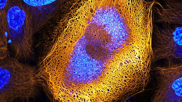صورة من خلايا الجلد البشرية، والصورة مكبرة 40 مرة- حائزة على المرتبة الأولى، هولندا - سبوتنيك عربي