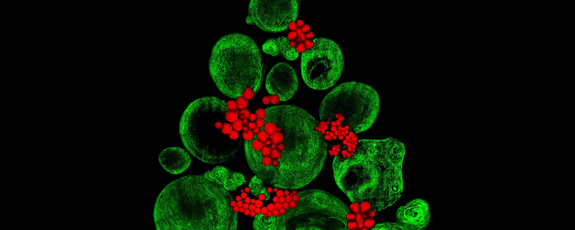 صورة لزراعة أنسجة غضروفية في مختبر باستخدام خلايا جذعية عظمية، والصورة مكبرة 20 و40 مرة - حائزة على المرتبة الـ 9، المملكة المتحدة - سبوتنيك عربي, 1920, 09.12.2021