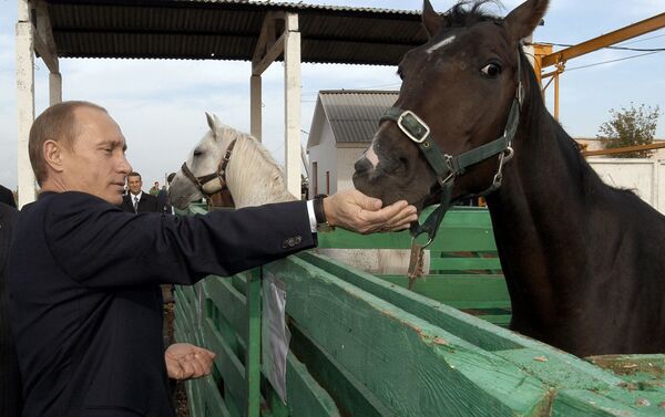 الرئيس فلاديمير بوتين يطعم خيلا في مزرعة نيكولايفسكايا في ساراتوفسكايا أوبلست، روسيا - سبوتنيك عربي
