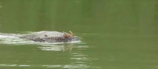 وحش نهري في جنوب شرق آسيا - سبوتنيك عربي