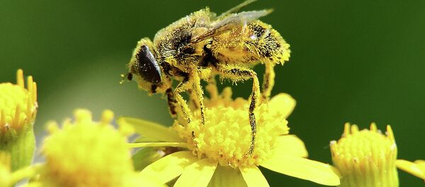 حشرات نحلة رحيق - سبوتنيك عربي