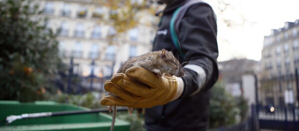 مكافحة الفئران في باريس - سبوتنيك عربي