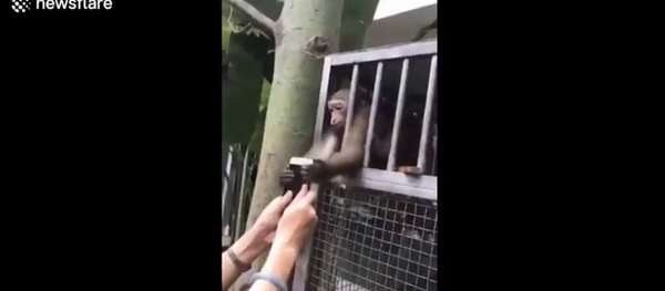 قرد يحاول سرقة الهاتف أثناء تصويره - سبوتنيك عربي