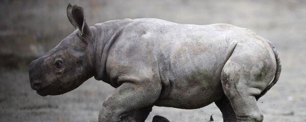 حيوان وحيد القرن حيدث الولادة في حديقة الحيوانات في دفور كرالوف، جمهورية التشيك 25 أكتوبر/ تشرين الأول 2017 - سبوتنيك عربي