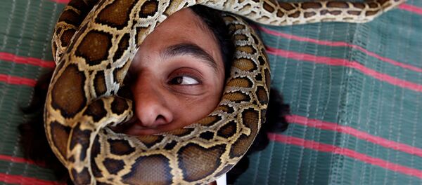 ثعبان - سبوتنيك عربي