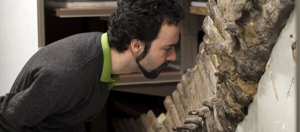 Sergio Bertazzo, a biomedical physical scientist at Imperial College in London, examines a fossil at Natural History Museum in London in this undated handout photo provided by Laurent Mekul, June 9, 2015 - سبوتنيك عربي