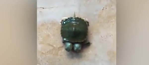 سلحفاة برأسين - سبوتنيك عربي