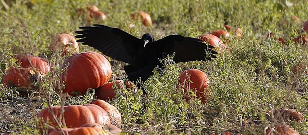 غراب غراب - سبوتنيك عربي