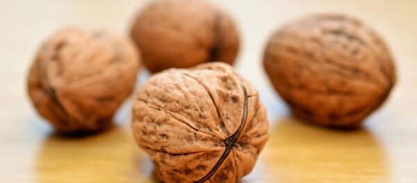 جوز جوز - سبوتنيك عربي