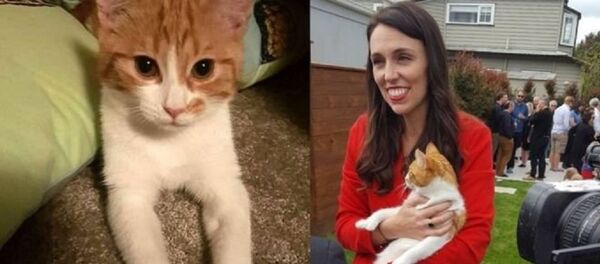 موت قطة رئيسة وزراء نيوزيلندا في حادث مرور - سبوتنيك عربي