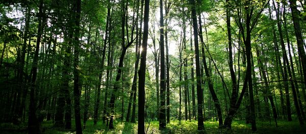 غابة - سبوتنيك عربي